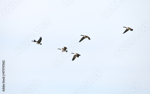 Five Canada Geese Flying
