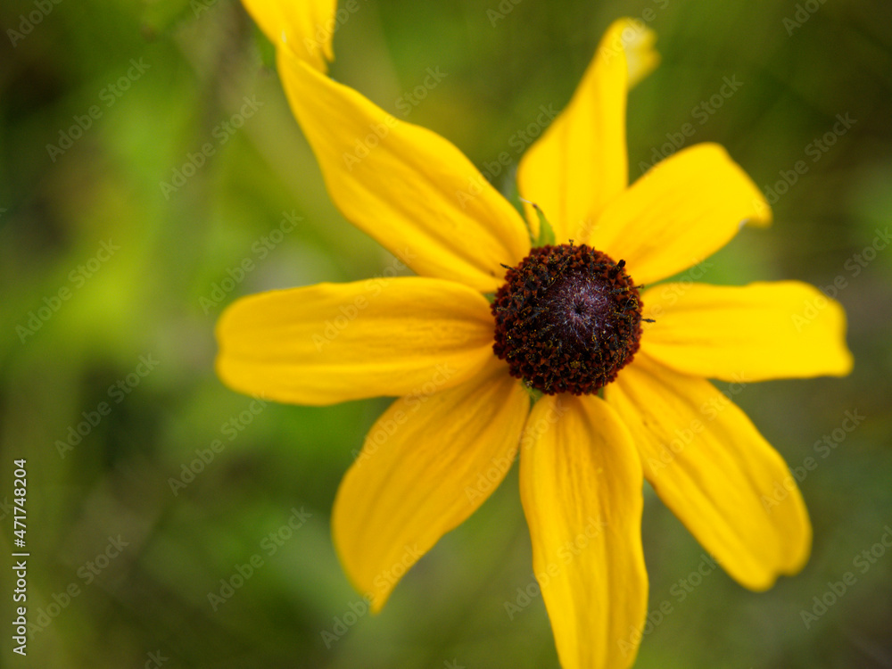 close up of Black-eyed susan in bloom close up of Black-eyed susan in bloom