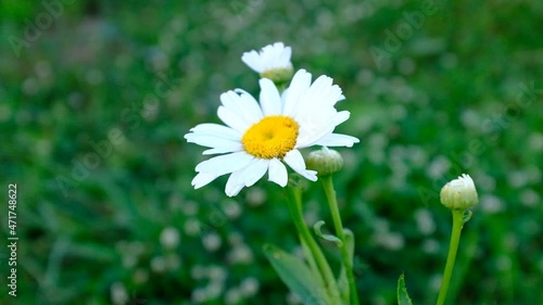 Blooming chamomile swaying in the wind against a background of green grass, close-up. White chamomile flower with petals. Chamomile on a green background. High quality HD video