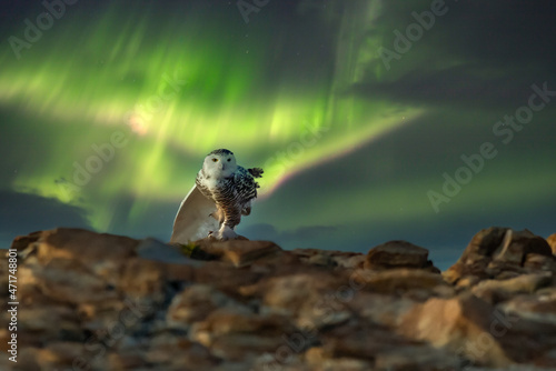 Snowy Owl, spectacular bird under the Northern Lights