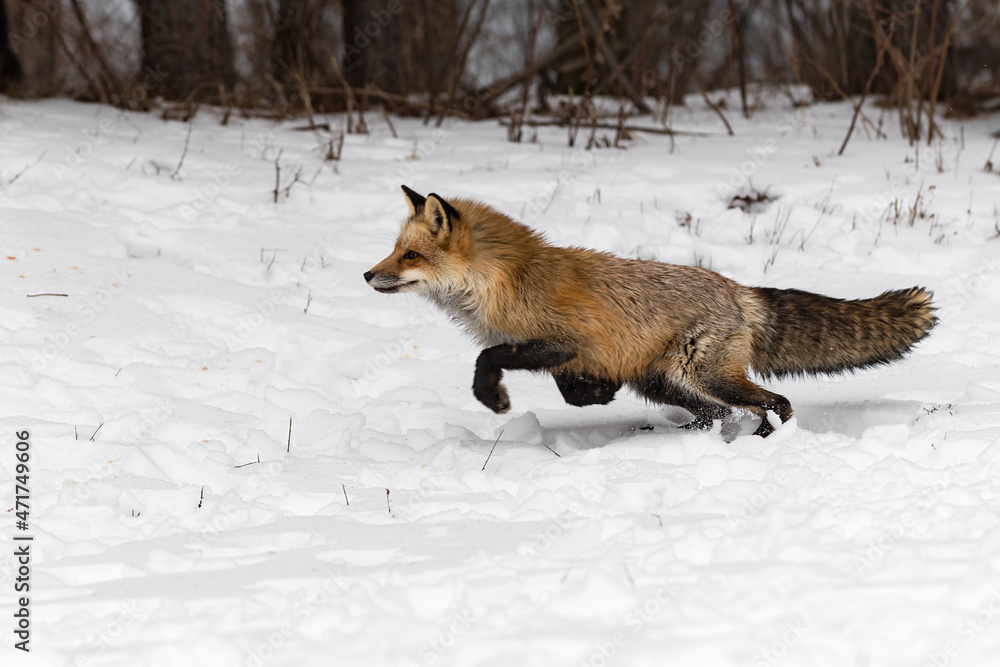 Fototapeta premium Red Fox (Vulpes vulpes) Pounces Left Through Snow Winter
