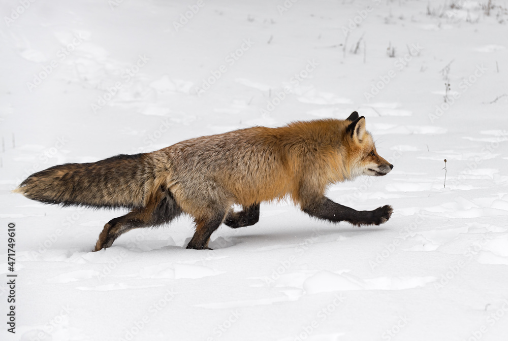 Fototapeta premium Red Fox (Vulpes vulpes) Runs Right Tail Straight Out Winter