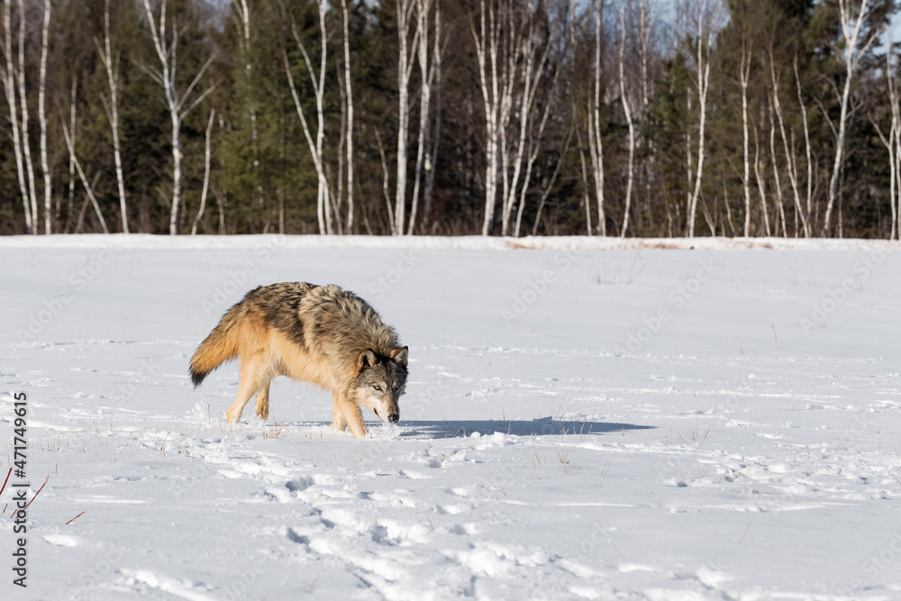 Grey Wolf (Canis lupus) Kicks Up Snow While Walking in Field Winter