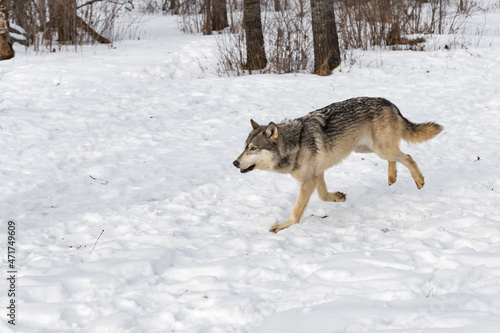 Grey Wolf (Canis lupus) Runs Left Back Legs Up Winter © geoffkuchera