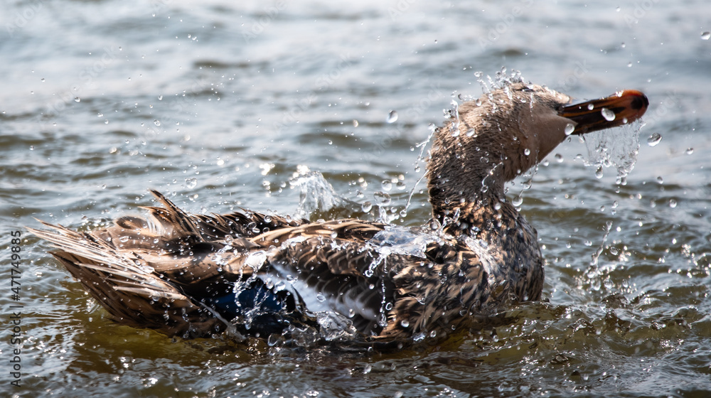 Fototapeta premium duck in the water
