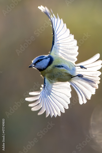 Blue tit at a feeding place at a pond in a natural reserve in Hesse Germany. Looking for food in winter time.