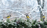 Tit birds on fir tree branches, natural snowy background.  winter garden landscape with birds. Christmas and new year holiday concept. festive winter season