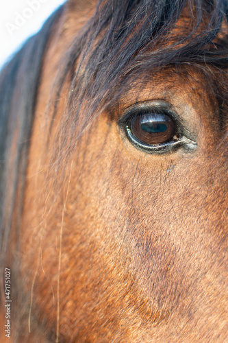 Close up of right eye of brown horse. Beautiful animal eye. Select focus. Nature. Looking at camera. Bokeh effect.