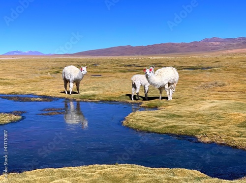 Alpacas graze on the bofedales field in the Andes, Altiplano plateau.  photo