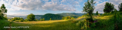 Panorama of wildflowers, daisies in the mountains © mikhailgrytsiv