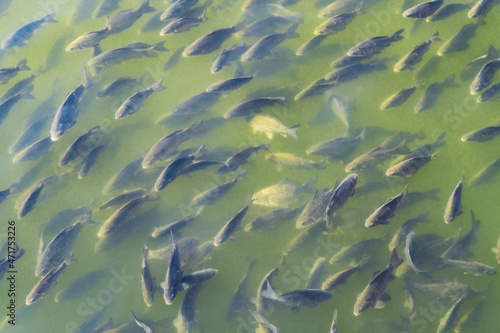  Industrial fish farming. School of fish in the water