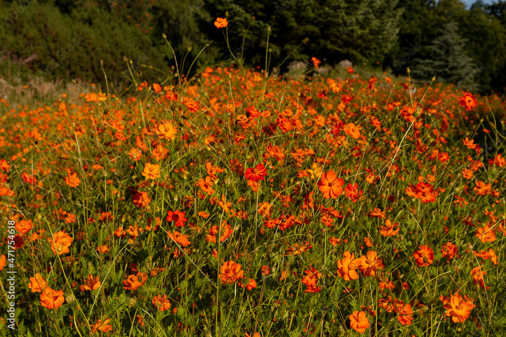 Orange cosmos flower in the field 