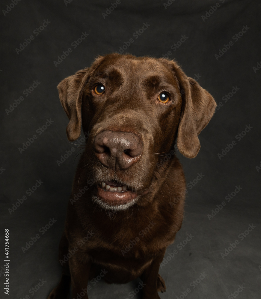 chocolate labrador retriever isolated on grey background in studio