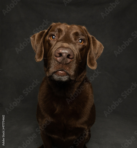 chocolate labrador retriever portrait, isolated on grey background