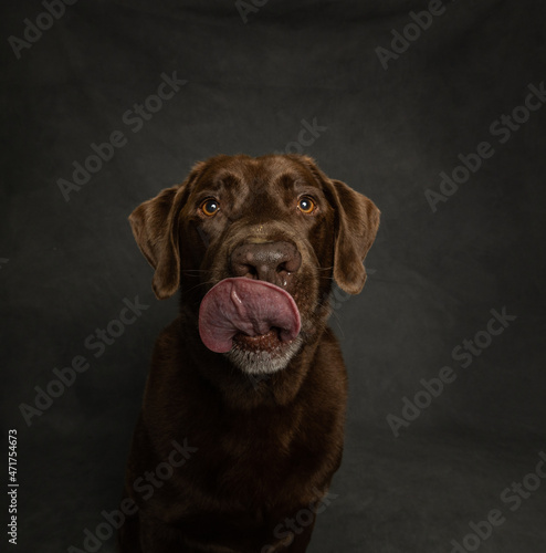 chocolate labrador retriever with tongue out, isolated on grey background