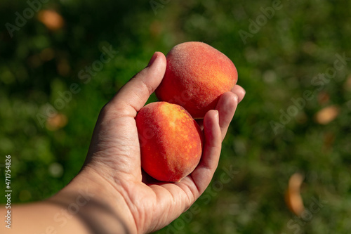 peaches in the hand of a gardener on a green background