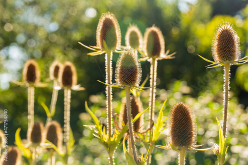 Foto Dried teasels on the field in the backlight