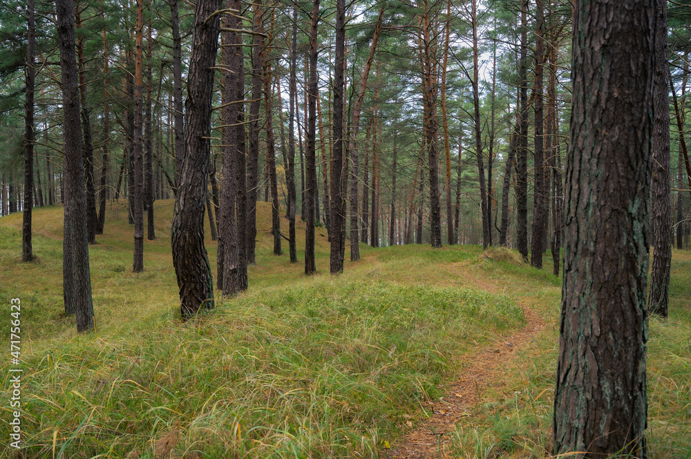Obraz premium Las