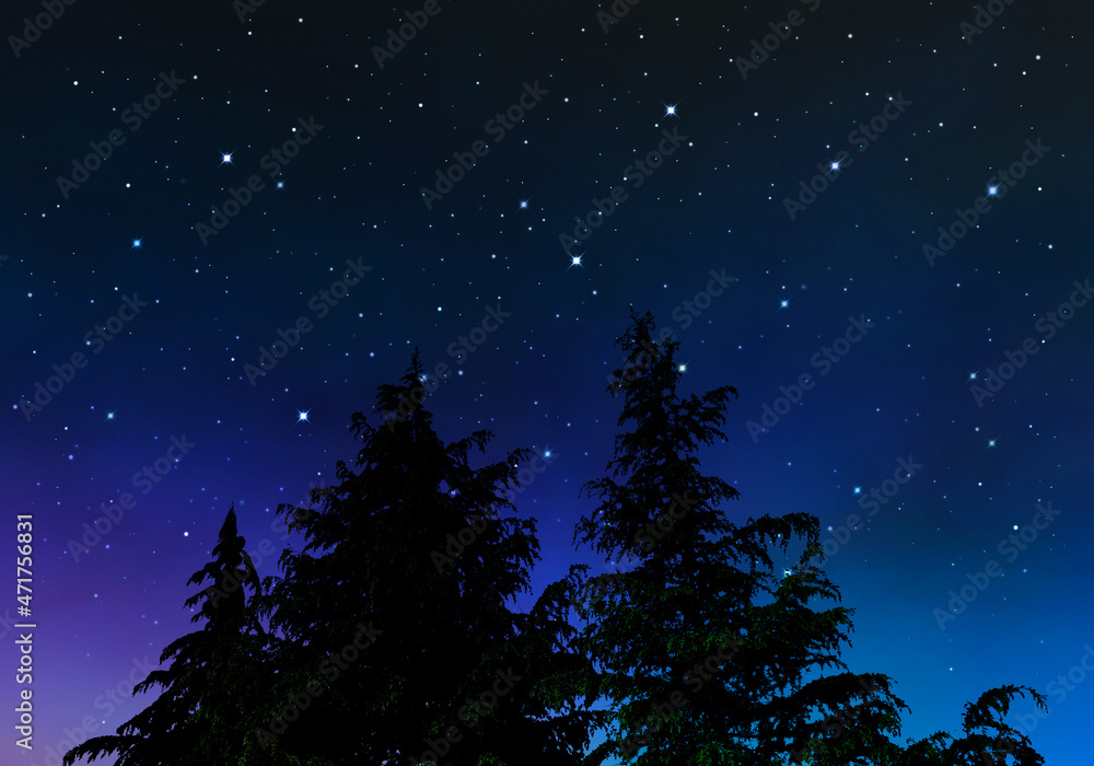 モミの木と夜空、雄大な自然の風景
