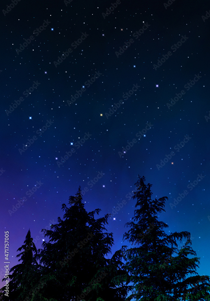 Fototapeta premium モミの木と星空、雄大な自然の景色