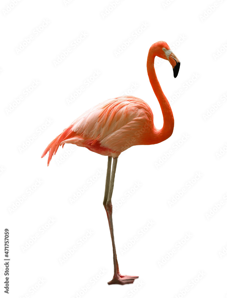 Beautiful flamingo on white background. Wading bird