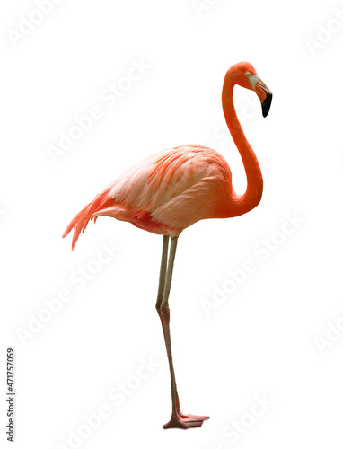Beautiful flamingo on white background. Wading bird