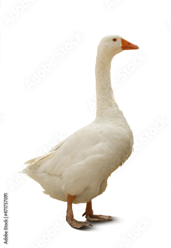Beautiful goose on white background. Domestic animal