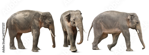 Large elephants on white background, collage. Exotic animal photo