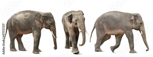 Photography Large elephants on white background, collage. Exotic animal