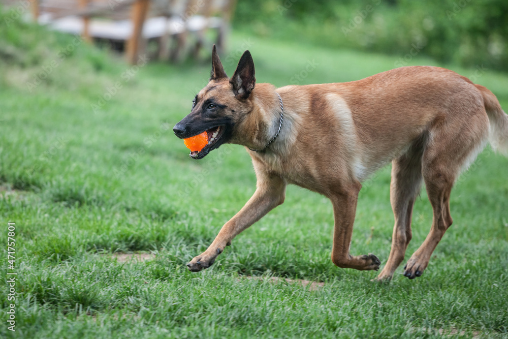 Malinois Belgian Shepherd dog running in a park and playing to fetch a ball, in a dog game called fetching, traditional for canine education. ...... Malinois Belgian Shepherd dog running in a park and playing to fetch a ball, in a dog game called fetching, traditional for canine education. ......