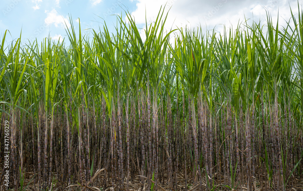 Naklejka premium Sugarcane plants in field , agriculture economy.