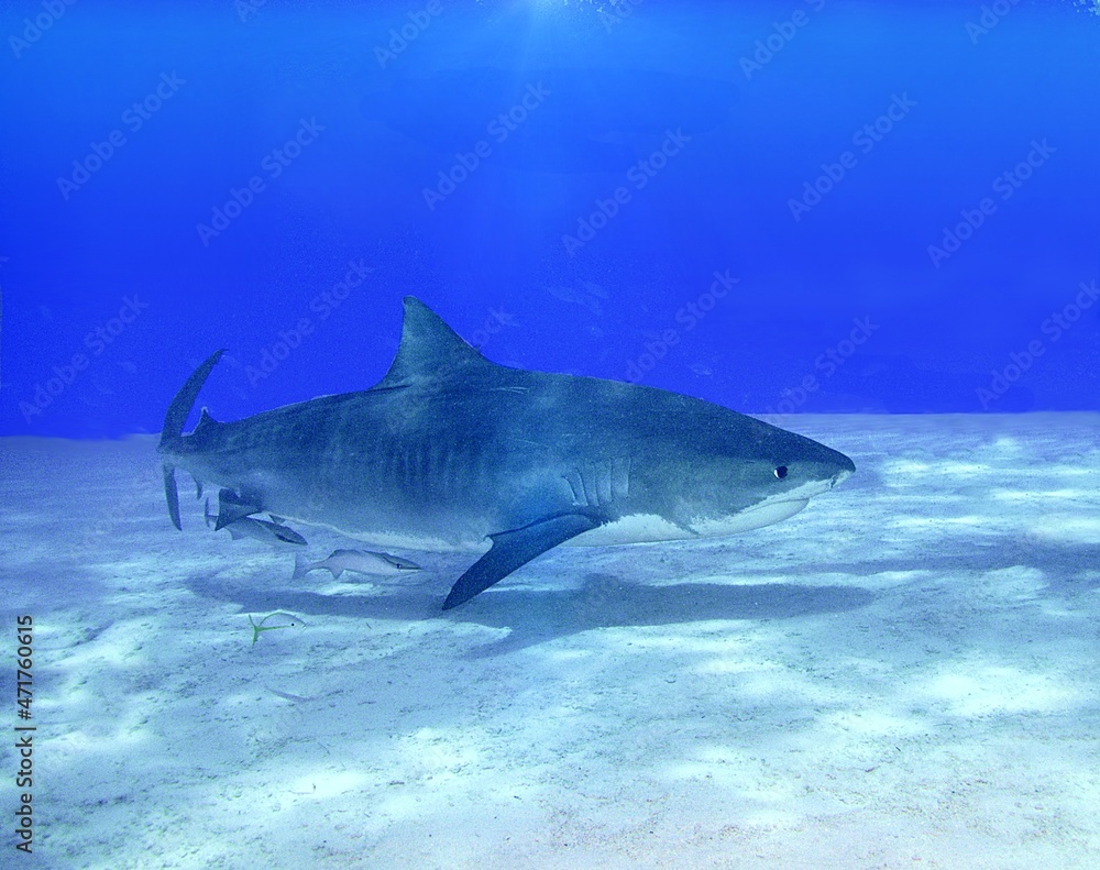 Fototapeta premium Tiger Shark swimming in the shallows
