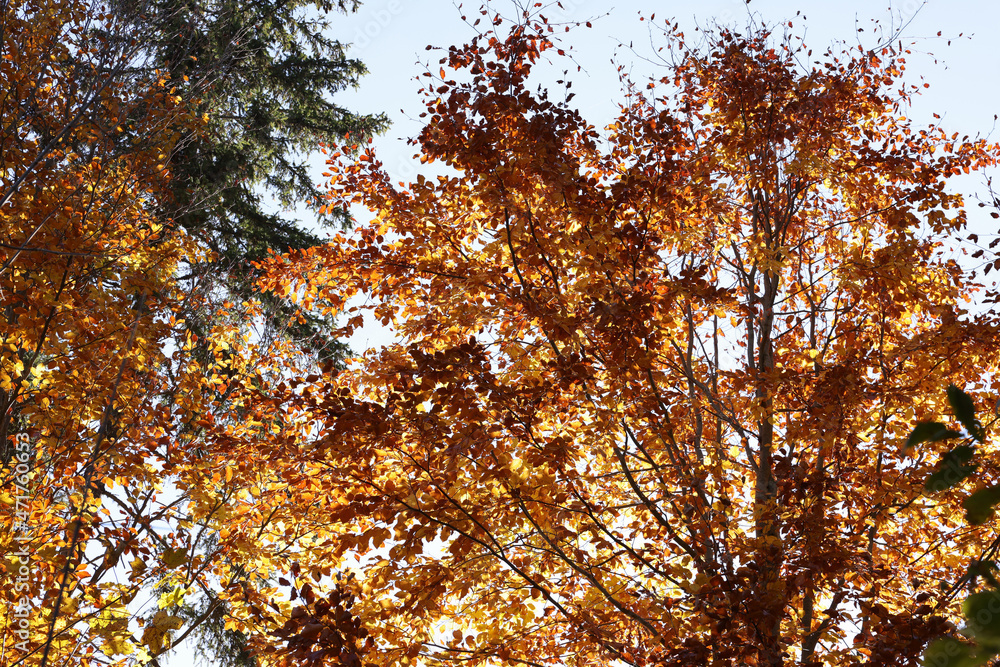 Trees with beautiful autumn leaves outdoors on sunny day Trees with beautiful autumn leaves outdoors on sunny day