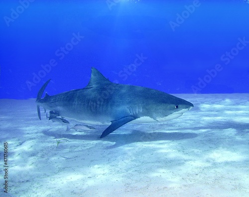 Tiger Shark swimming in the shallows