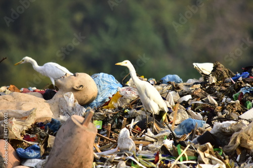 view of bird eating garbage on a mountain of garbage at the Jatibarang landfill, Semarang city, Indonesia photo
