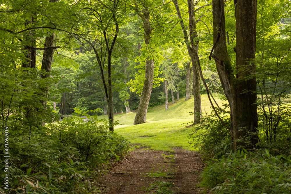 Obraz premium 新緑１