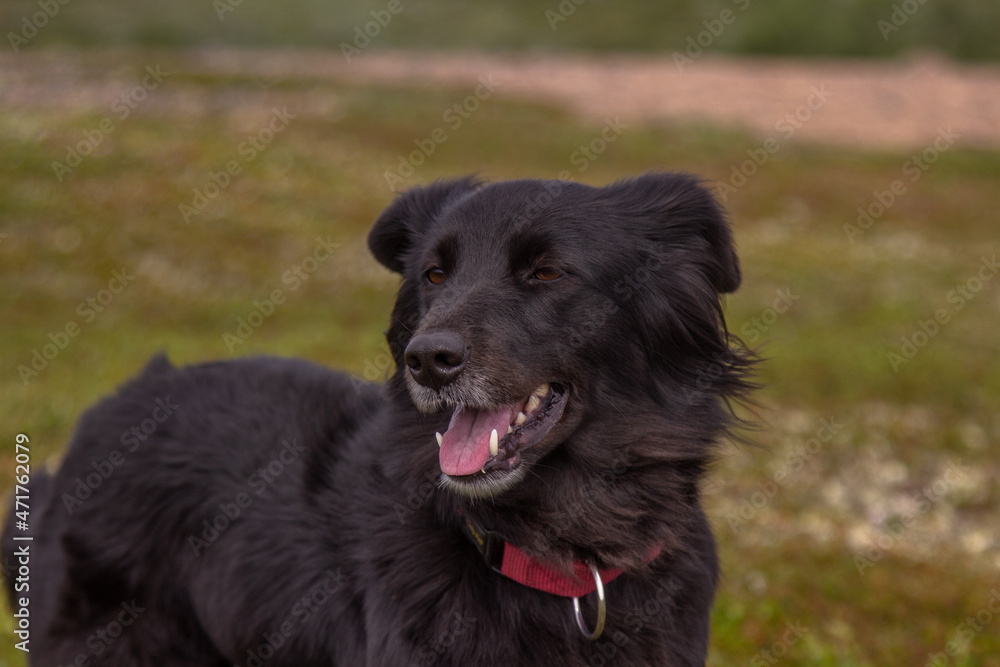 Fototapeta premium black dog.