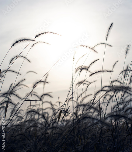 The sun behind wheat stalks. © Amanda