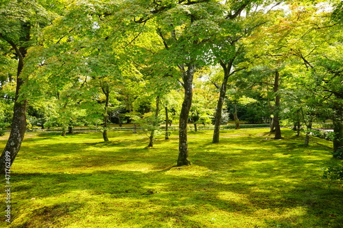 日本 京都 金閣寺 日本庭園