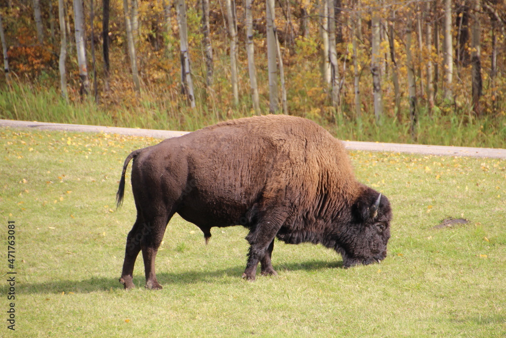 bison grazing, Elk Island National Park, Alberta bison grazing, Elk Island National Park, Alberta