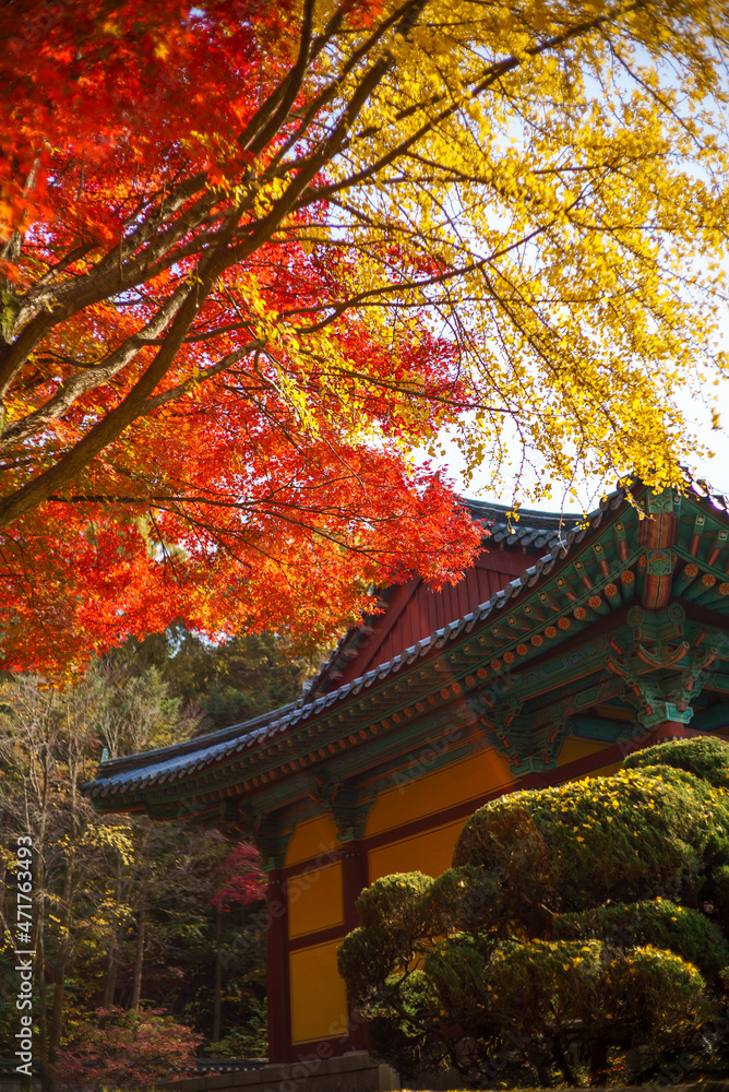 Autumn temple with red maple leaves and ginkgo leaves Autumn temple with red maple leaves and ginkgo leaves