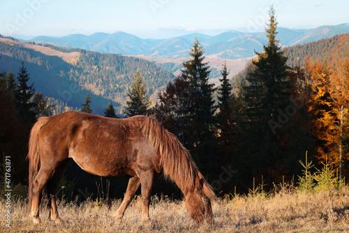 Brown horse grazing in mountains on sunny day. Beautiful pet © New Africa