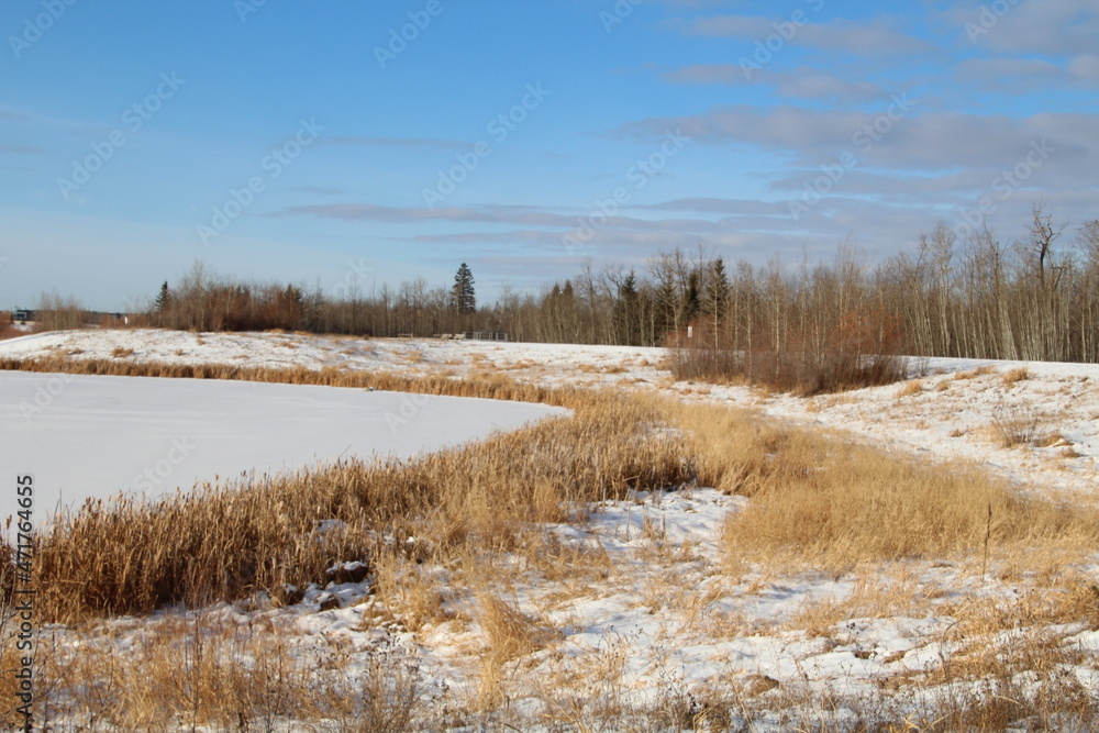 Cold Shore, Pylypow Wetlands, Edmonton, Alberta Cold Shore, Pylypow Wetlands, Edmonton, Alberta
