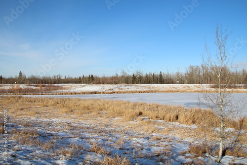 Frozen Wetlands, Pylypow Wetlands, Edmonton, Alberta