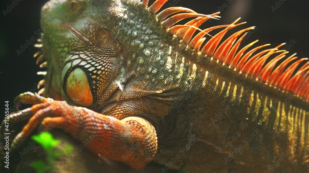 Common iguana portrait is resting in a public park. This is the residual dinosaur reptile that needs to be preserved in the natural world Common iguana portrait is resting in a public park. This is the residual dinosaur reptile that needs to be preserved in the natural world