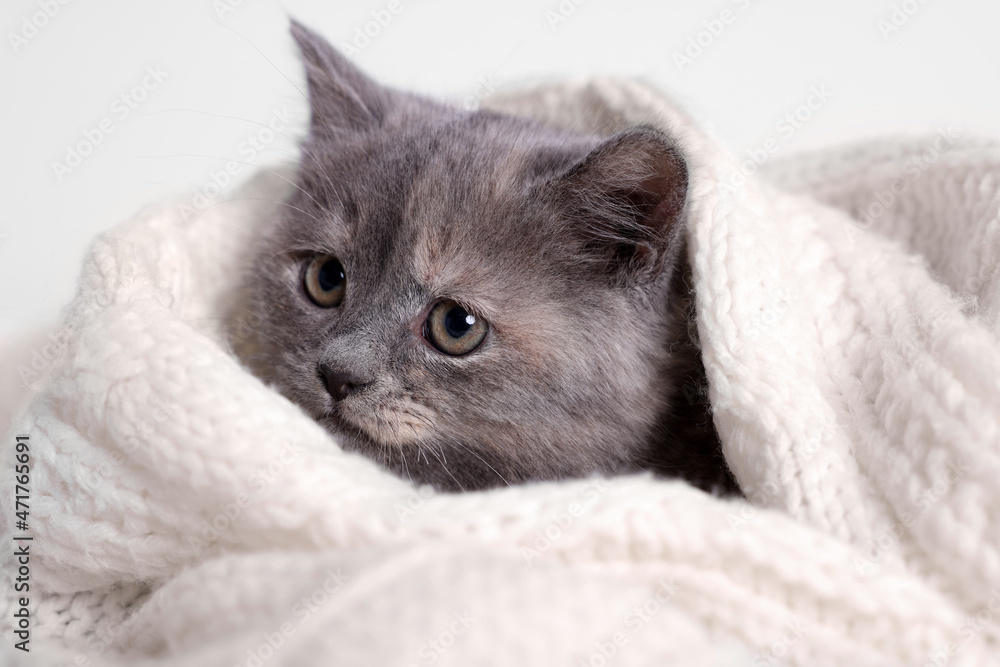 Cute fluffy kitten in white knitted blanket against light background