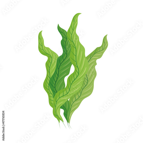 green seaweed plants