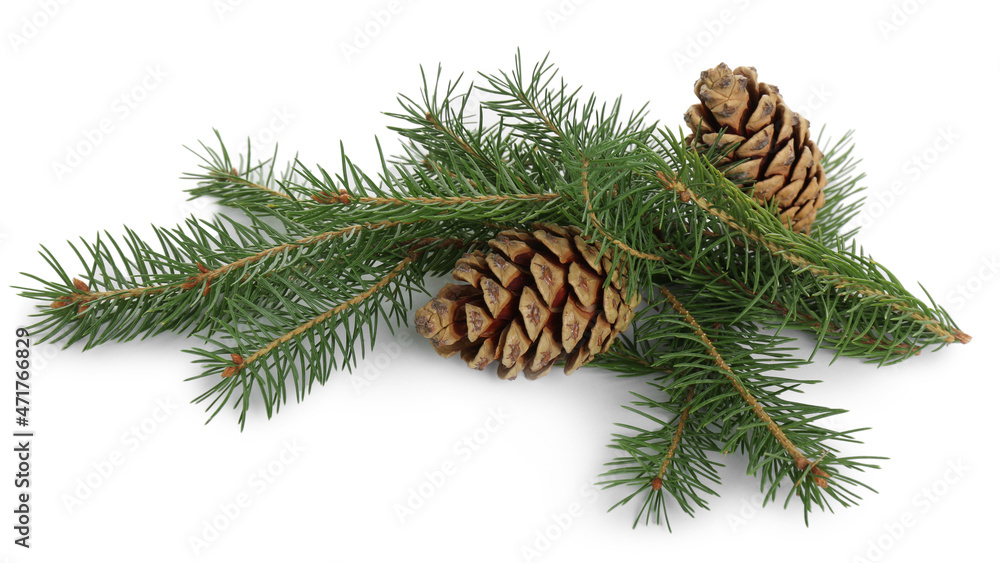 Beautiful fir branches with dry cones on white background Beautiful fir branches with dry cones on white background
