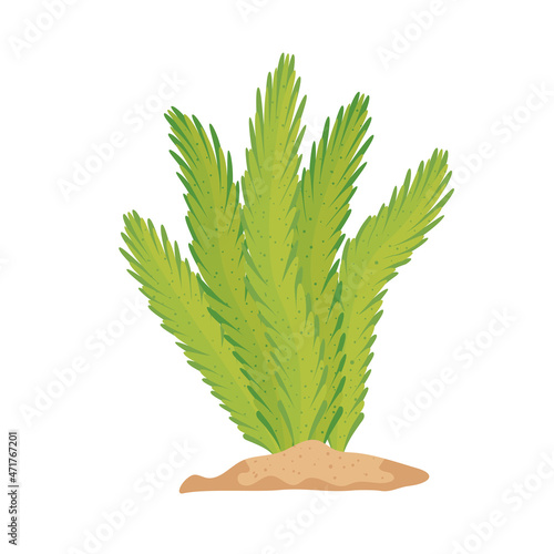 algae green plant