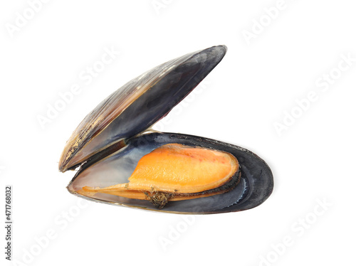 One fresh open mussel isolated on white